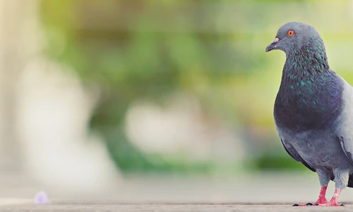 Ochrana proti holubům