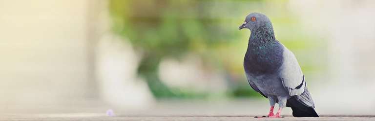 OCHRANA PROTI HOLUBŮM
